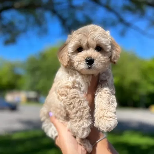 Irk Garantili Maltipoo Yavruları