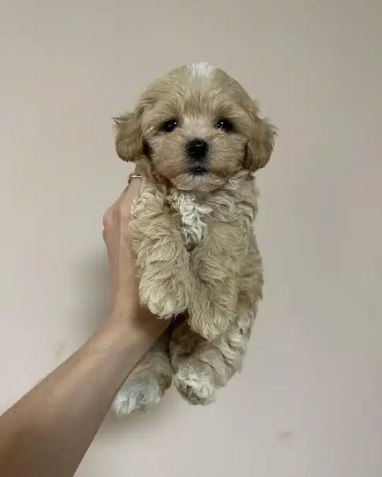Irkının Güzelleri Maltipoo Yavruları
