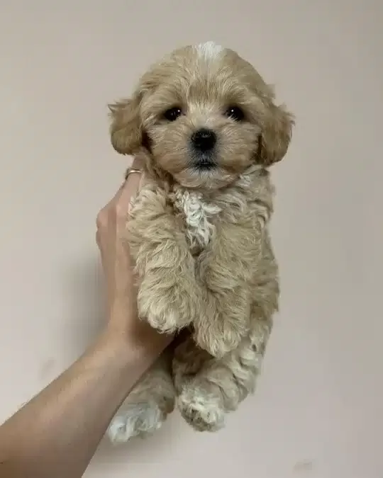 Irkının Güzelleri Maltipoo Yavruları