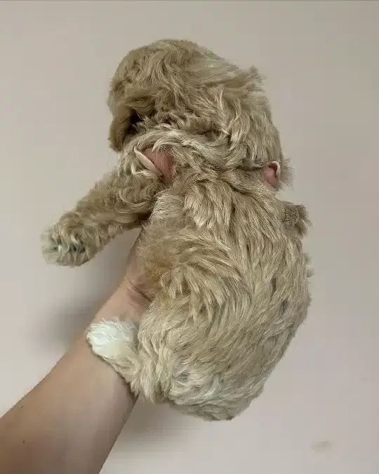 Irkının Güzelleri Maltipoo Yavruları