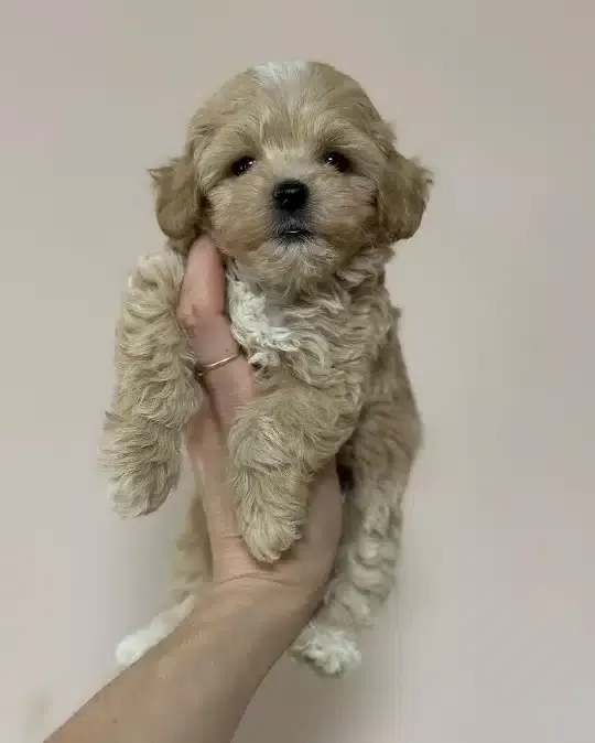 Irkının Güzelleri Maltipoo Yavruları