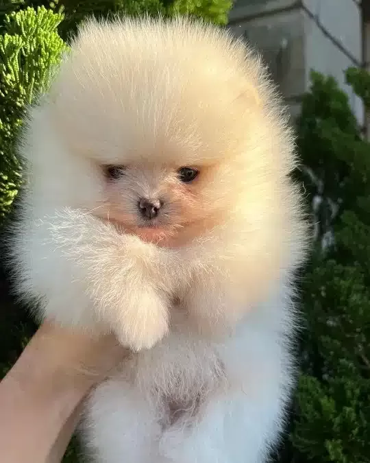 Irkının Güzelleri Pomeranian Yavruları