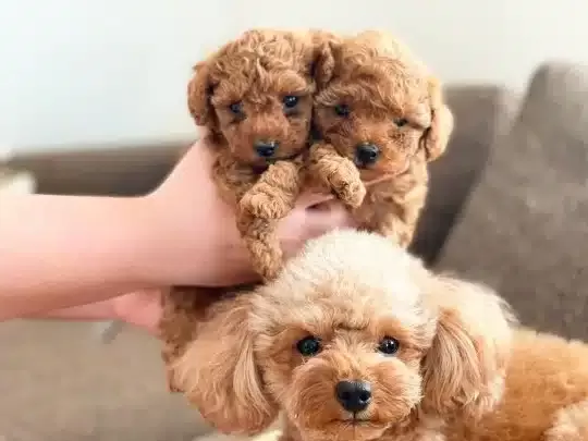 Özel Toy Poodle Yavruları