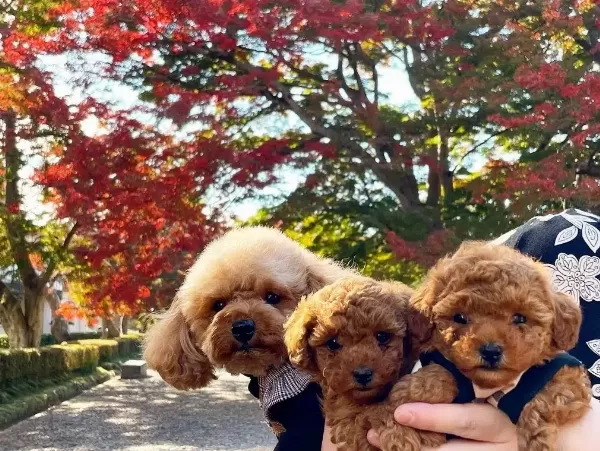 Özel Toy Poodle Yavruları