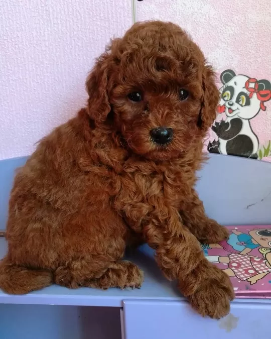 Irkının Güzel Toy Poodle Yavruları