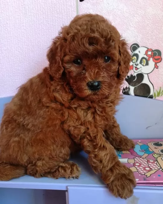 Irkının Güzel Toy Poodle Yavruları