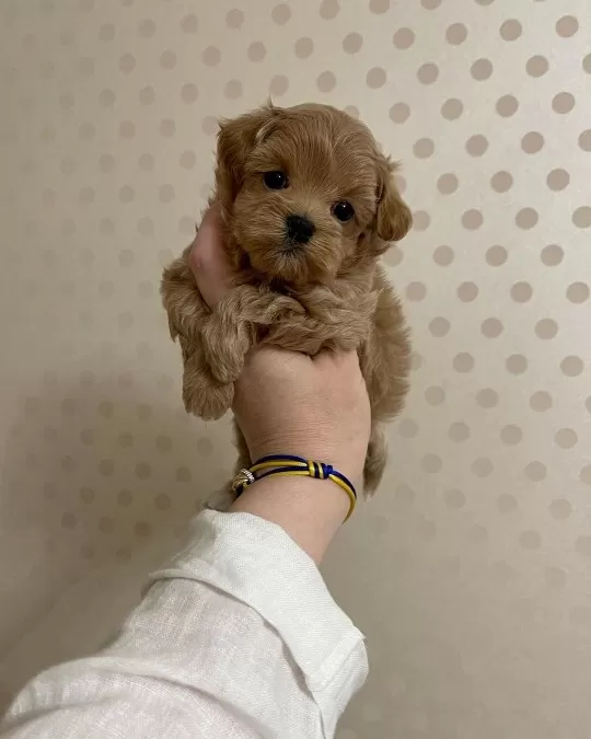 Irk Garantili Maltipoo Yavruları