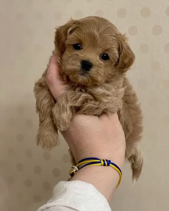 Irk Garantili Maltipoo Yavruları