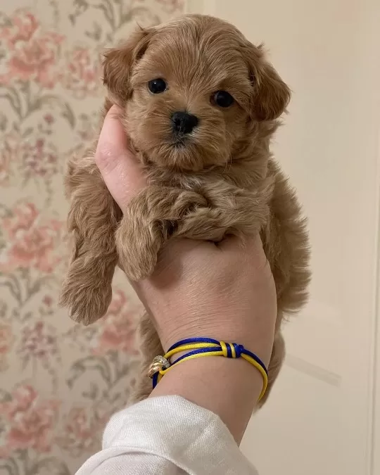 Irk Garantili Maltipoo Yavruları