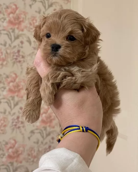 Irk Garantili Maltipoo Yavruları