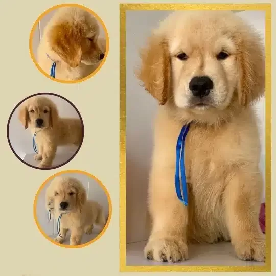 Golden Retriever Yavruları