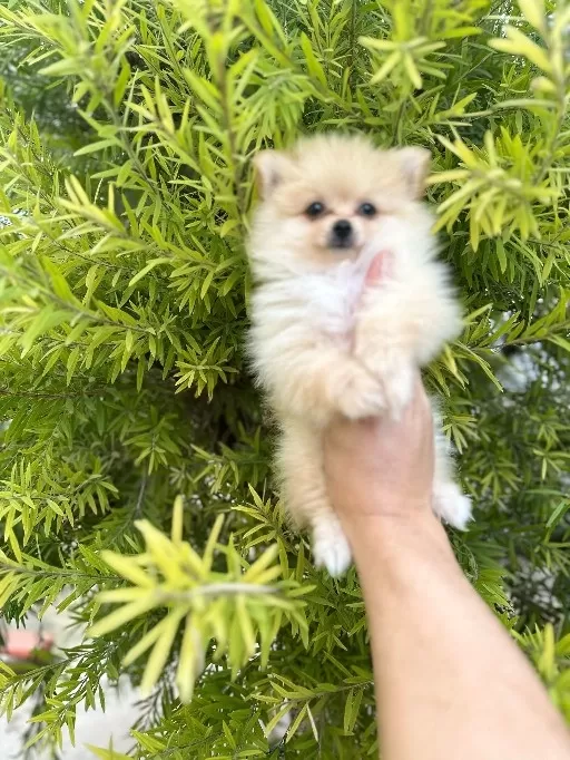 Dünya Tatlısı Spitz Yavruları