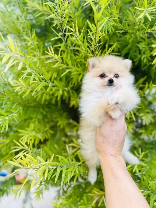 Dünya Tatlısı Spitz Yavruları
