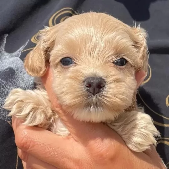 Orjinal Maltipoo Yavruları