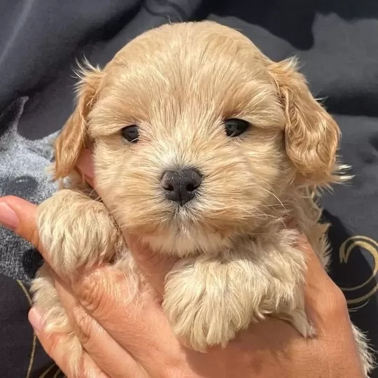 Orjinal Maltipoo Yavruları