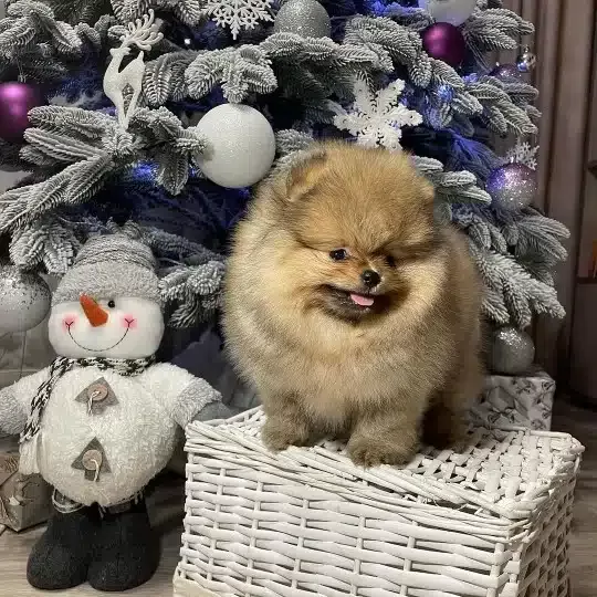 Ayı Surat Pomeranian Boo Yavruları