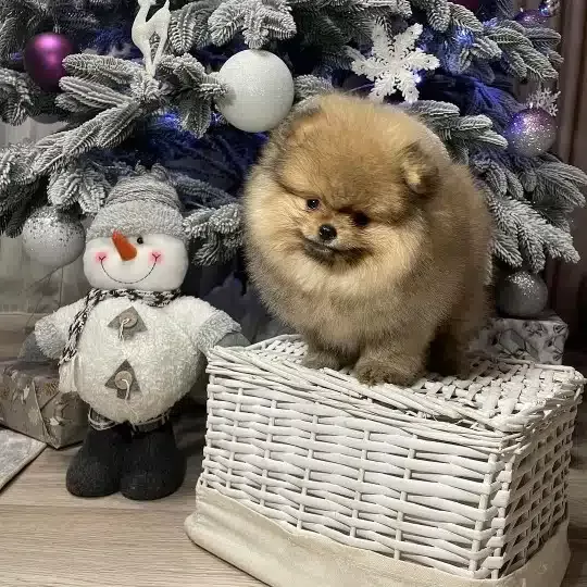 Ayı Surat Pomeranian Boo Yavruları
