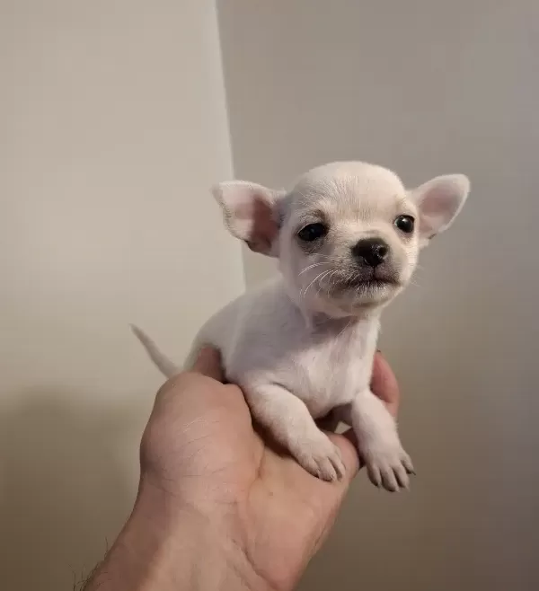 Mükemmel Chihuahua Bebekler