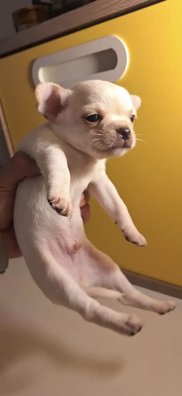 Mükemmel Chihuahua Bebekler