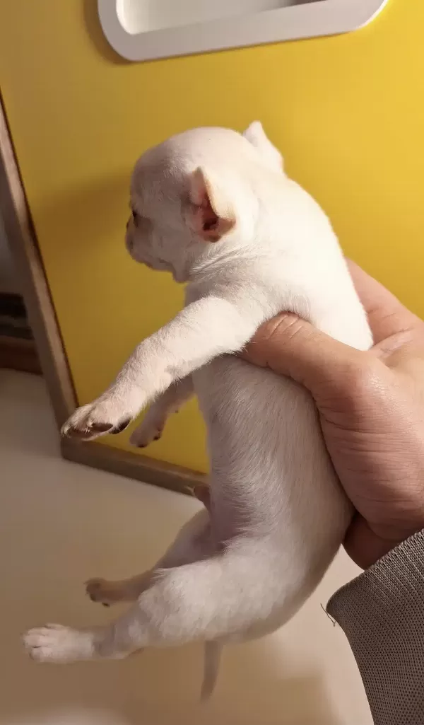 Mükemmel Chihuahua Bebekler