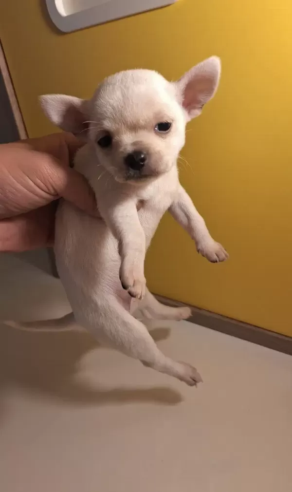 Mükemmel Chihuahua Bebekler