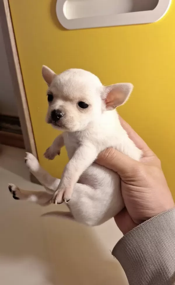 Mükemmel Chihuahua Bebekler