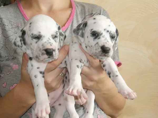 Irk Garantili Dalmaçyalı Yavruları