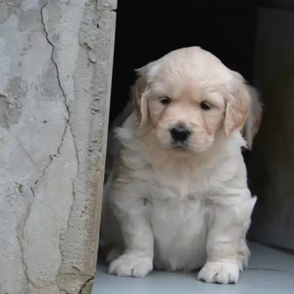 Irk Garantili Golden Retriever Yavruları