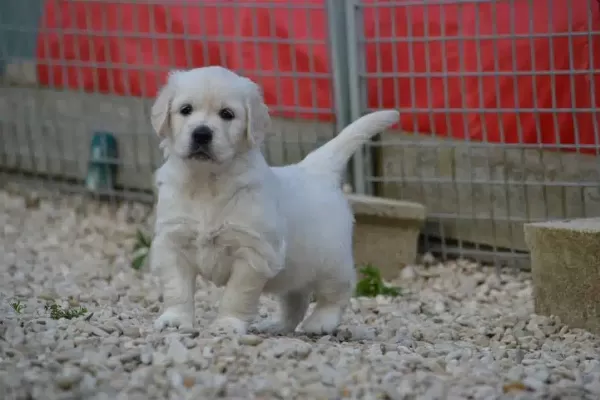 Irk Garantili Golden Retriever Yavruları