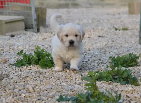 Irk Garantili Golden Retriever Yavruları