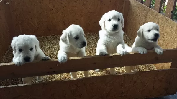Irk Garantili Golden Retriever Yavruları