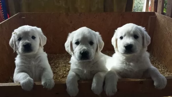 Irk Garantili Golden Retriever Yavruları