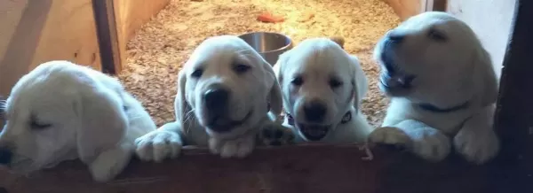 Irk Garantili Golden Retriever Yavruları