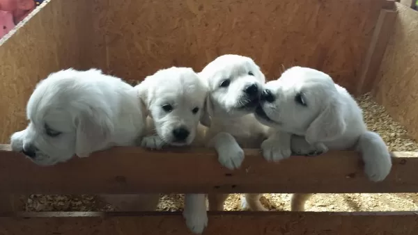 Irk Garantili Golden Retriever Yavruları