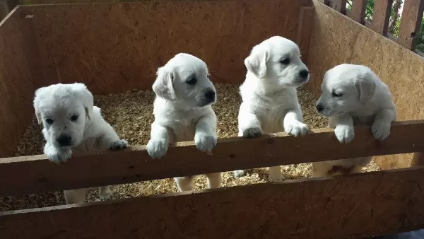 Irk Garantili Golden Retriever Yavruları