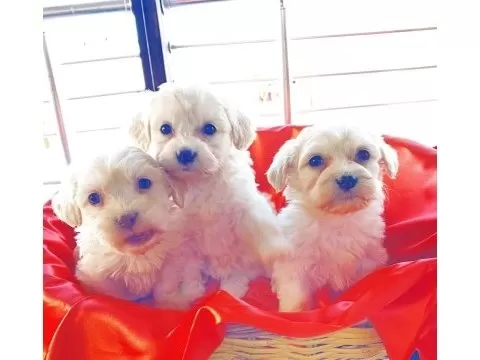 Maltese Bebeklerimiz Kar Beyazı