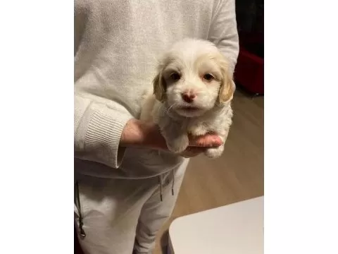 Minnak Maltipoo Bebeklerimiz