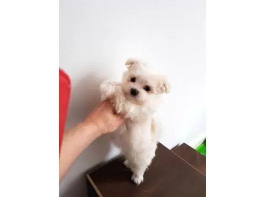 Maltese Bebeklerimiz Uygundur