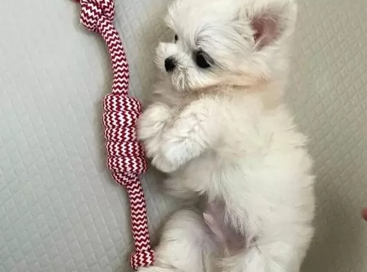 Maltese Bebeklerimiz Uygundur