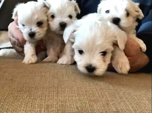 A Kalite Maltese Bebeklerimiz