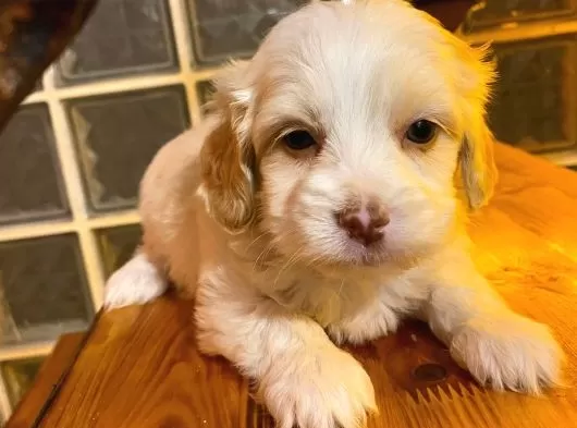 Maltipoo Bebeklerimiz Minnak