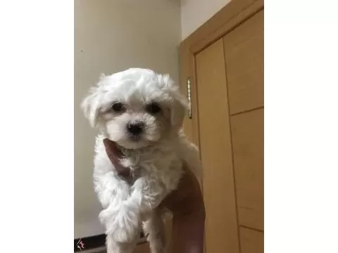 Yumoş Maltese Bebeklerimiz
