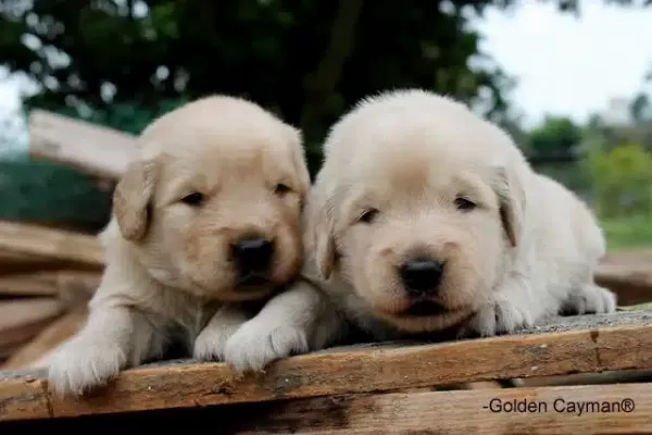 Safkan Golden Retriever Yavruları