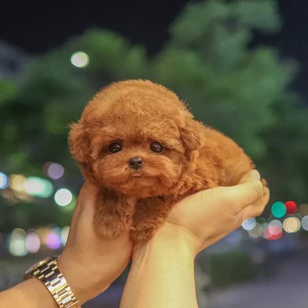 Masum Ve Tatli Ozel Toy Poodle Bebeklerimiz
