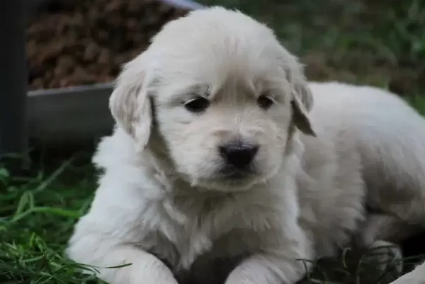 Safkan Golden Retriever Yavruları