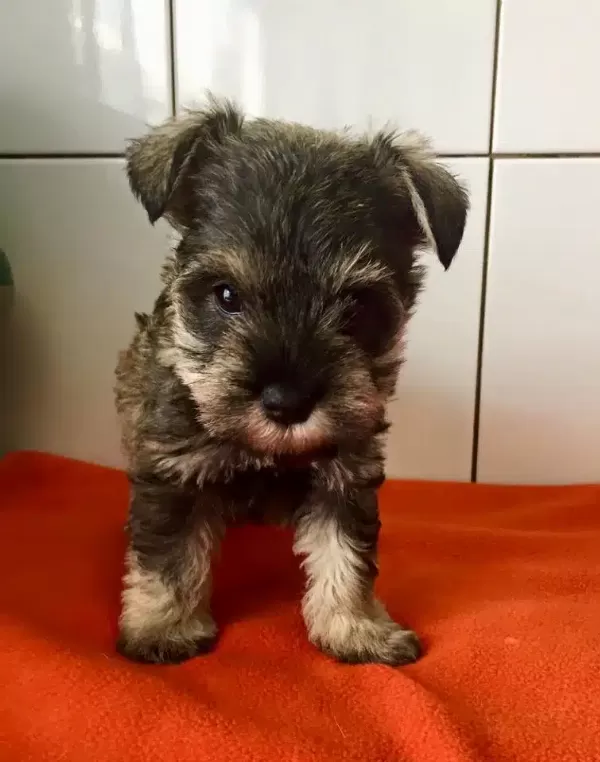 Irk Garantili Schnauzer Yavruları