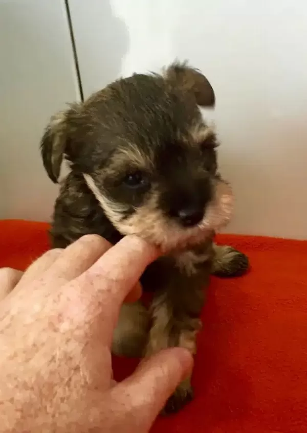 Irk Garantili Schnauzer Yavruları