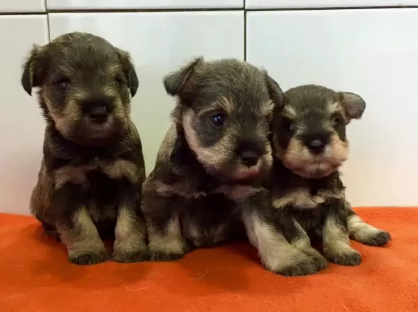 Irk Garantili Schnauzer Yavruları