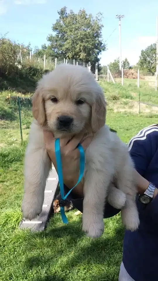 Golden Retriever Yavruları