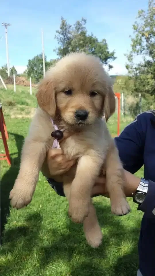 Golden Retriever Yavruları
